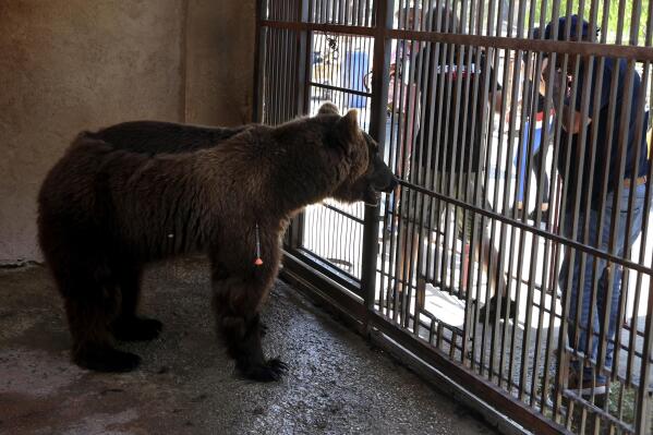 Zoo bears 2024 medical id